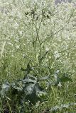 Crambe orientalis