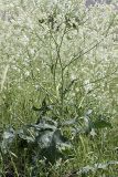 Crambe orientalis. Цветущее растение. Южный Казахстан, предгорья Боролдайтау. 23.05.2010.