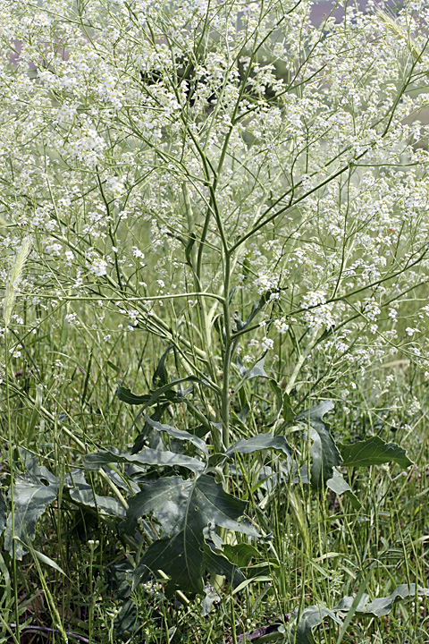 Изображение особи Crambe orientalis.