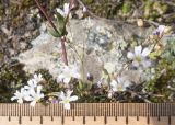Gypsophila elegans. Части побегов с бутонами, цветками и плодами. Кабардино-Балкария, Черекский р-н, Кабардино-Балкарский высокогорный заповедник, Черек-Безенгийское ущелье, окр. альплагеря \"Безенги\", ≈ 2200 м н.у.м., отложенная боковая морена, альпийский луг среди камней. 16.08.2021.