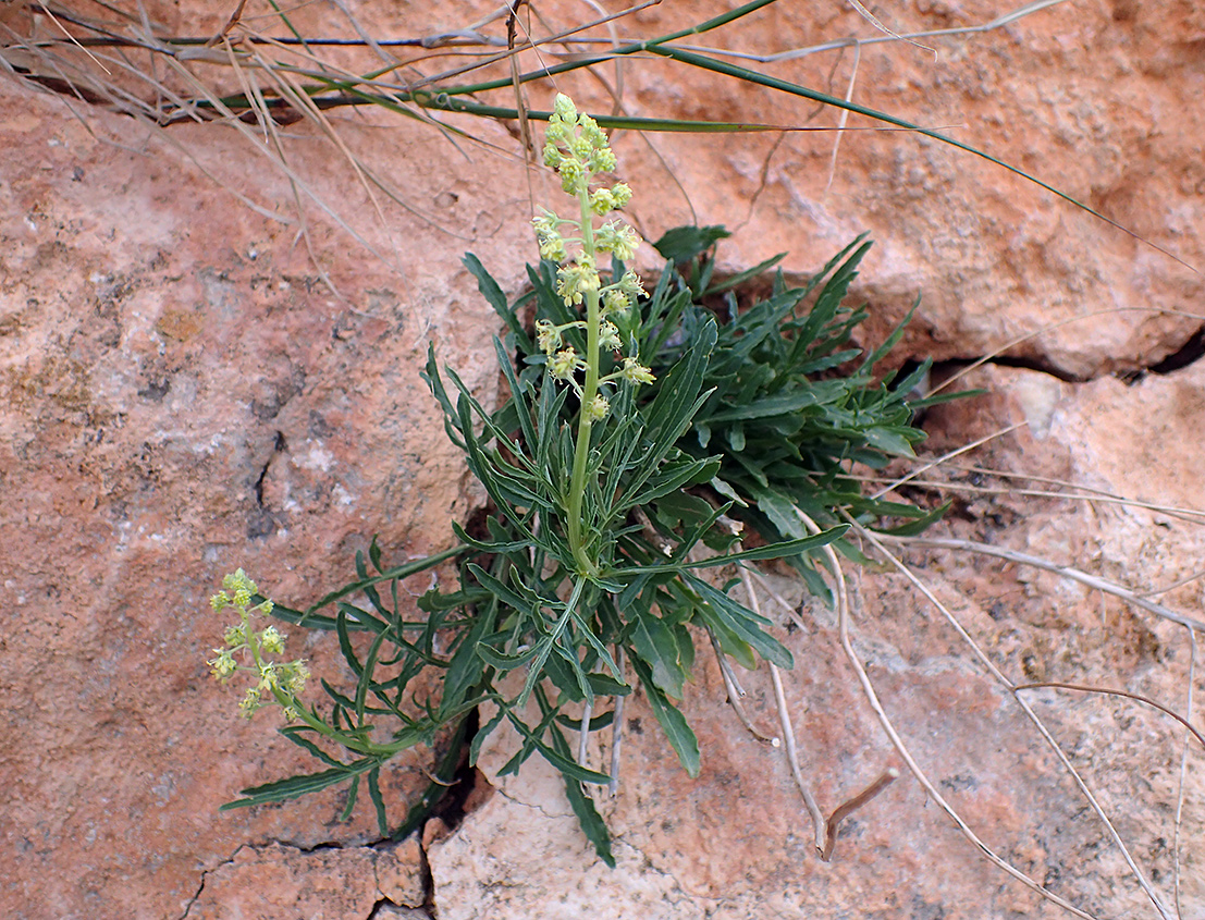 Изображение особи Reseda lutea.