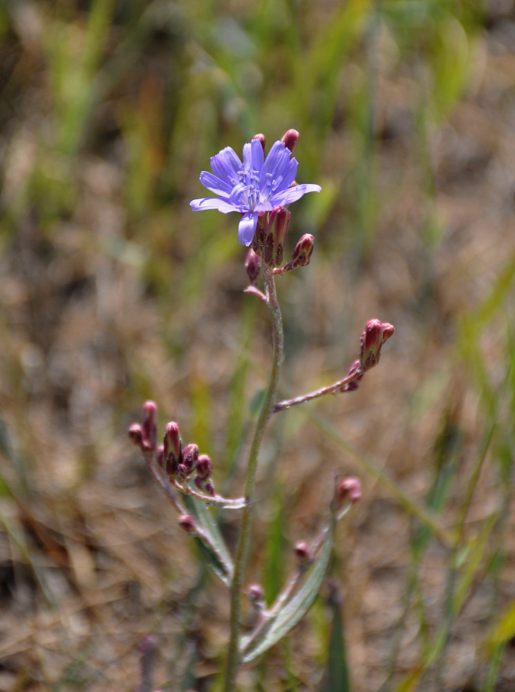 Image of Lactuca tatarica specimen.