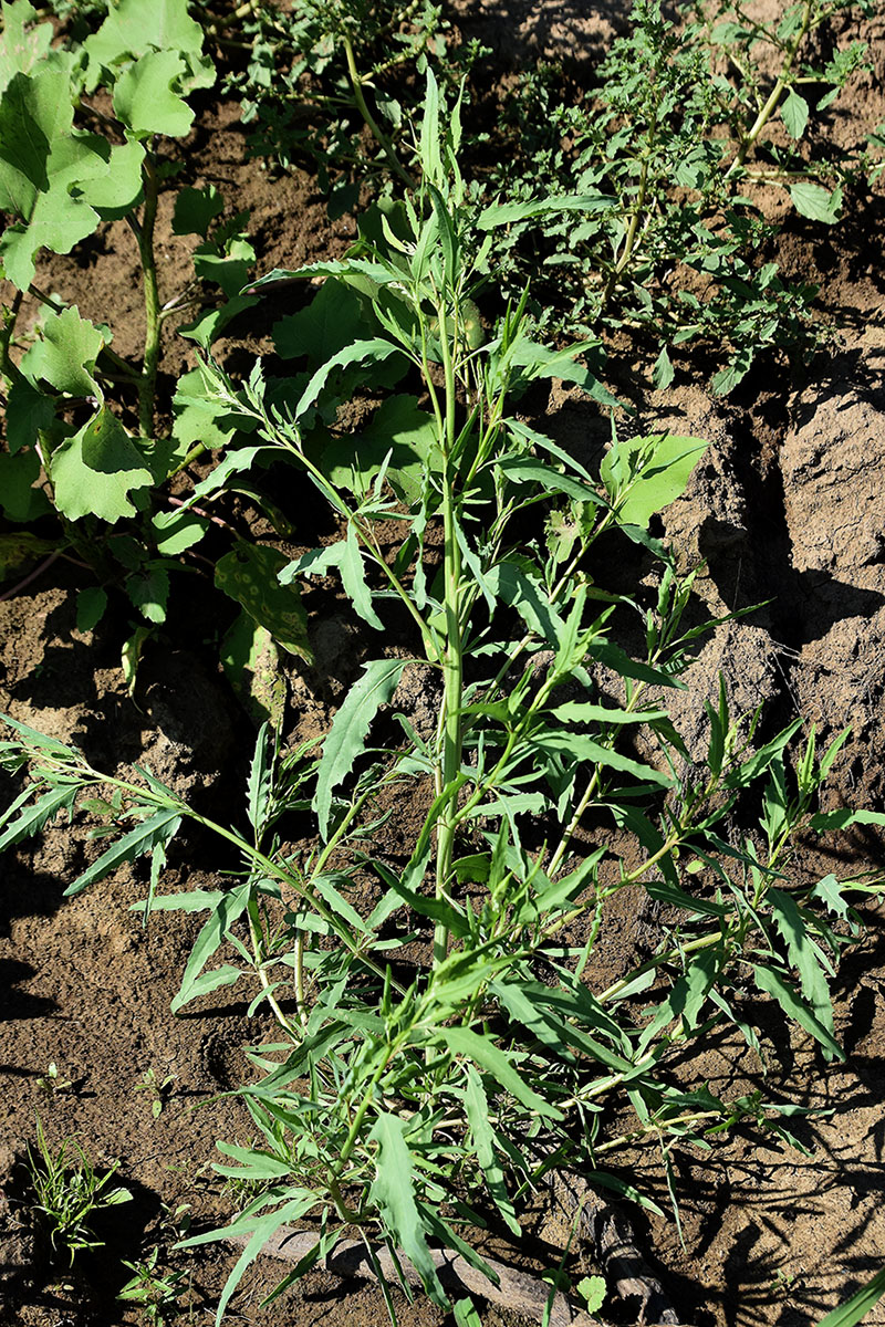 Image of genus Atriplex specimen.