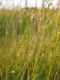 Astragalus sulcatus