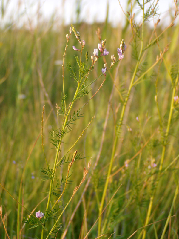 Image of Astragalus sulcatus specimen.