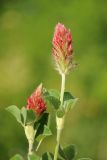 Trifolium incarnatum