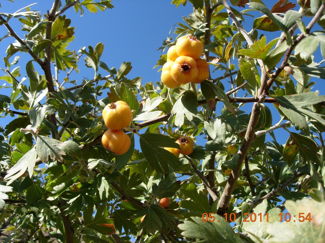 Изображение особи Crataegus pontica.