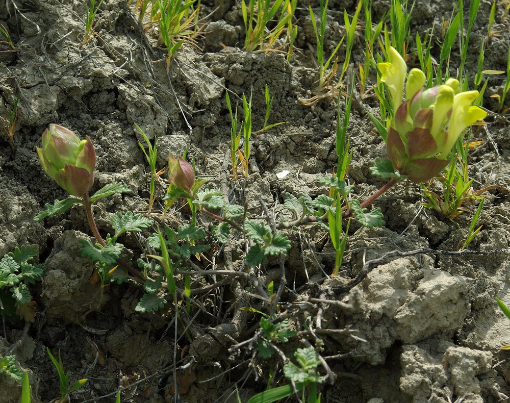 Изображение особи Scutellaria orientalis.