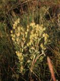 genus Potentilla. Верхушка нераспустившегося растения. Республика Алтай, Кош-Агачский р-н, 2217 м н.у.м., плоскогорье Укок, окр. оз. Гусиное, луг. 4 августа 2020 г.