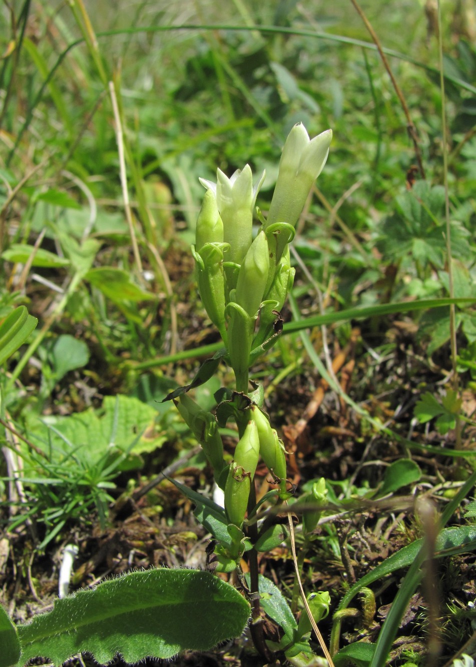 Image of Gentianella caucasea specimen.