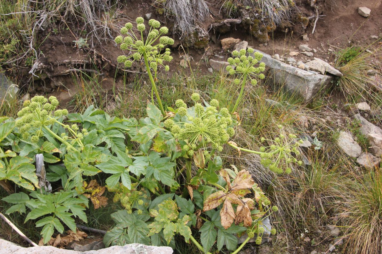 Image of Archangelica decurrens specimen.