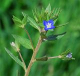 Veronica campylopoda