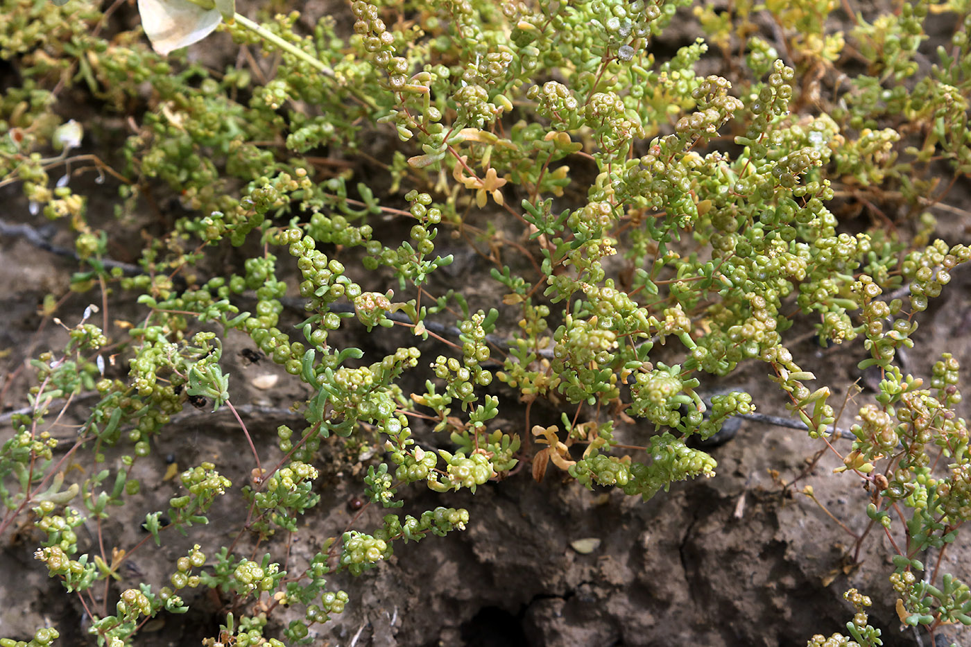 Image of Tetradiclis tenella specimen.