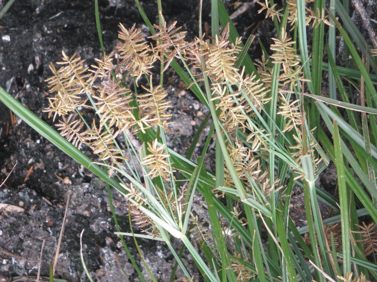 Изображение особи Cyperus esculentus.