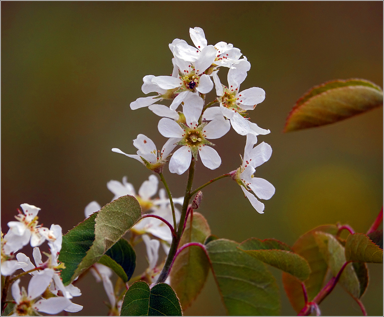 Image of Amelanchier spicata specimen.