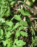 genus Thalictrum. Лист. Калужская обл., Боровский р-н, окр. деревни Семичёво, правый берег р. Руть. 4 июня 2022 г.