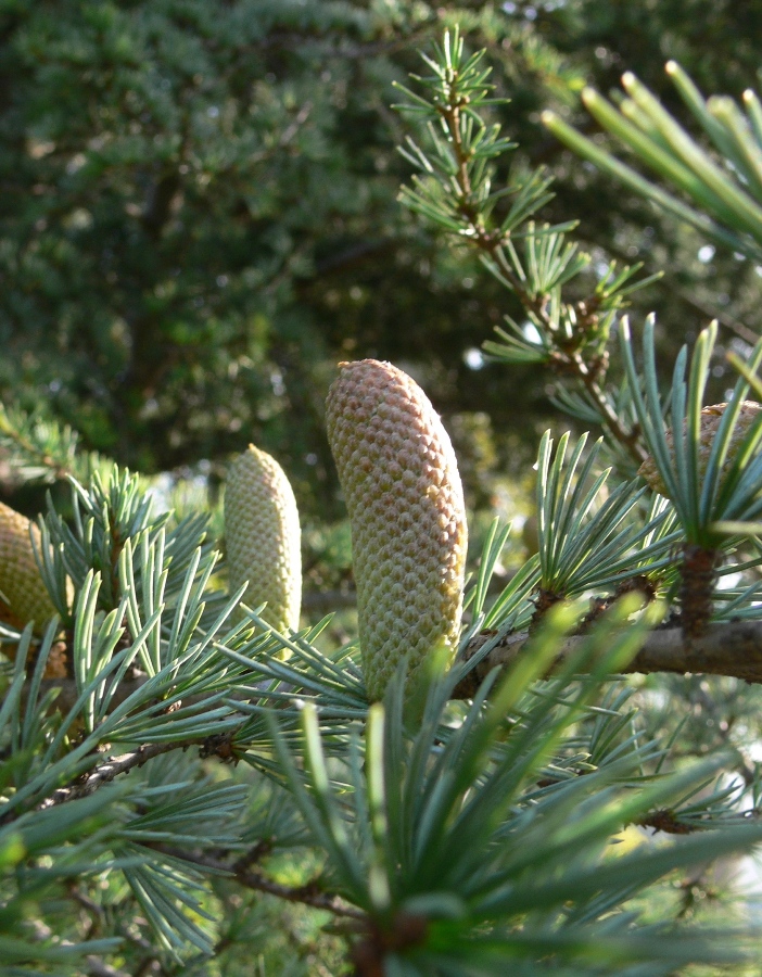 Image of genus Cedrus specimen.