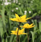 Tulipa biebersteiniana