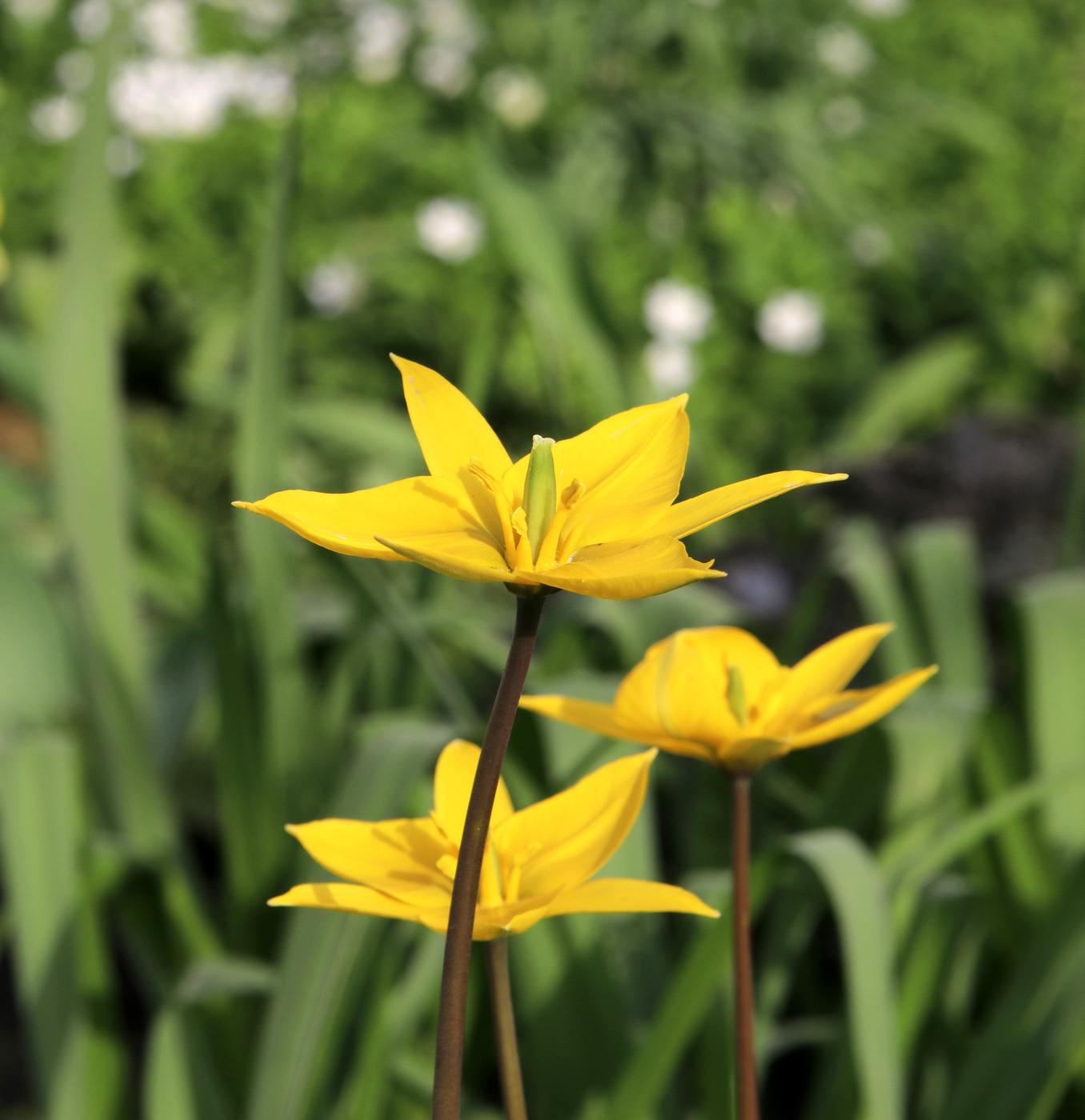 Изображение особи Tulipa biebersteiniana.