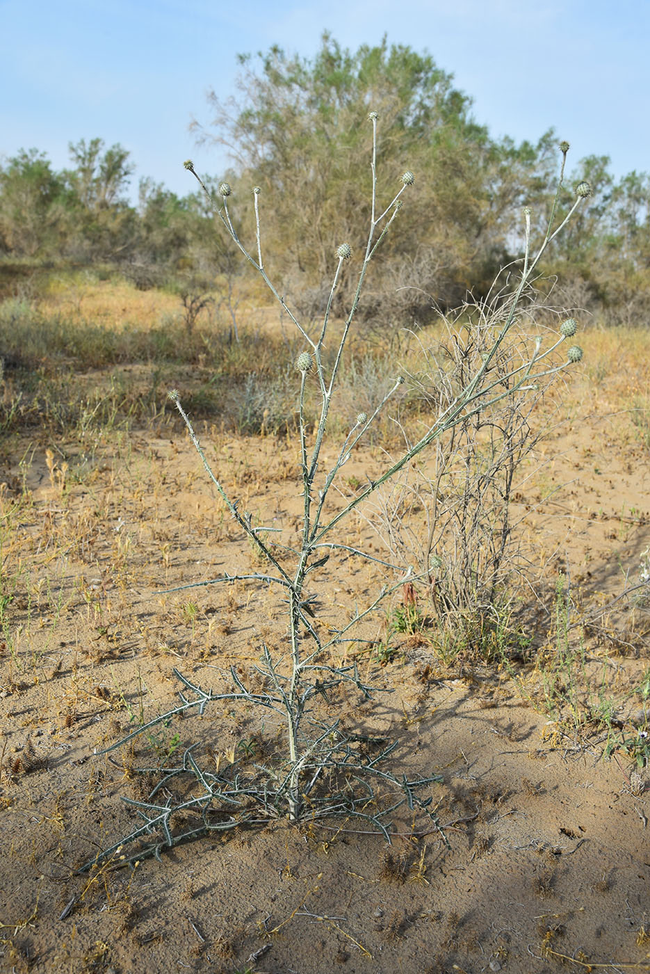 Image of Cousinia oxiana specimen.