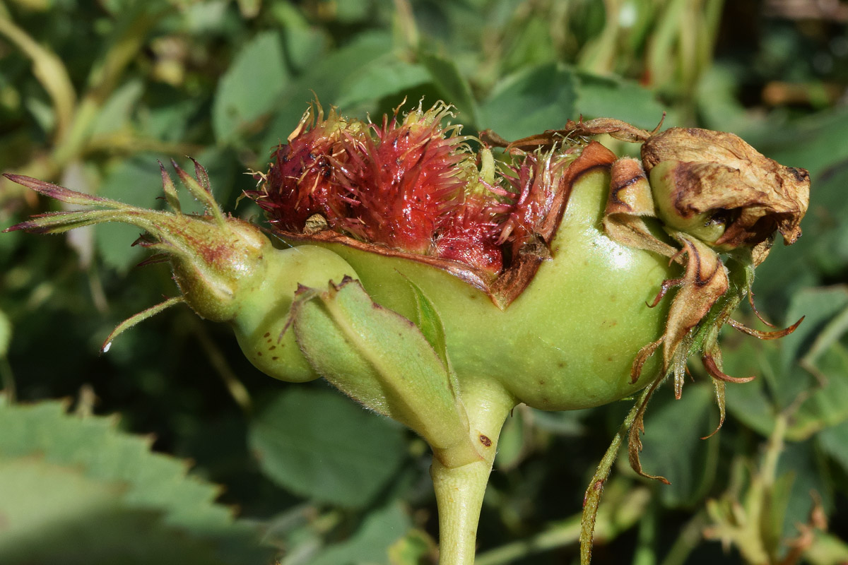 Image of Rosa canina specimen.