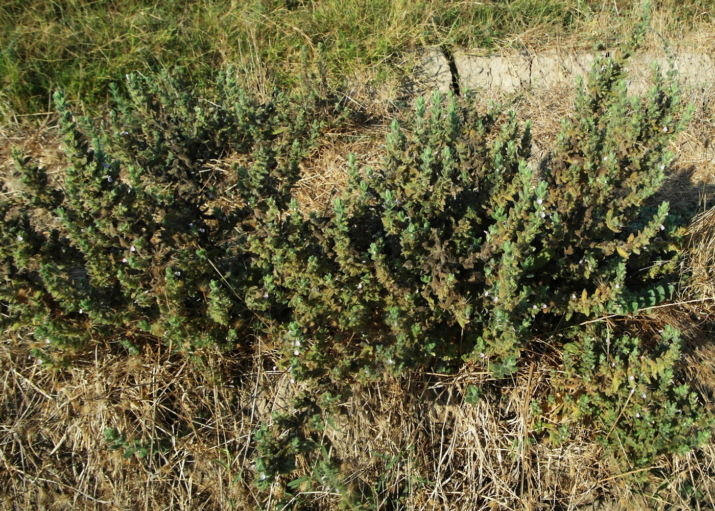 Изображение особи Teucrium scordioides.