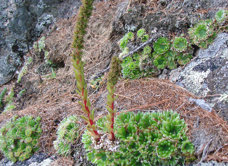 Изображение особи Orostachys spinosa.