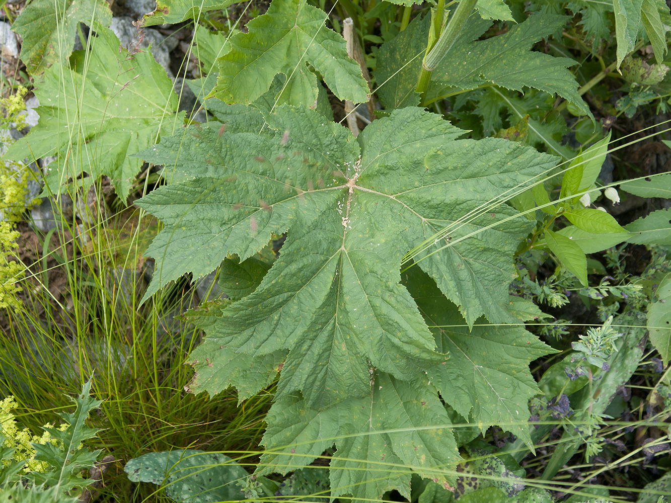 Изображение особи Heracleum ponticum.