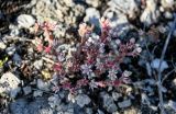 Sedum hispanicum