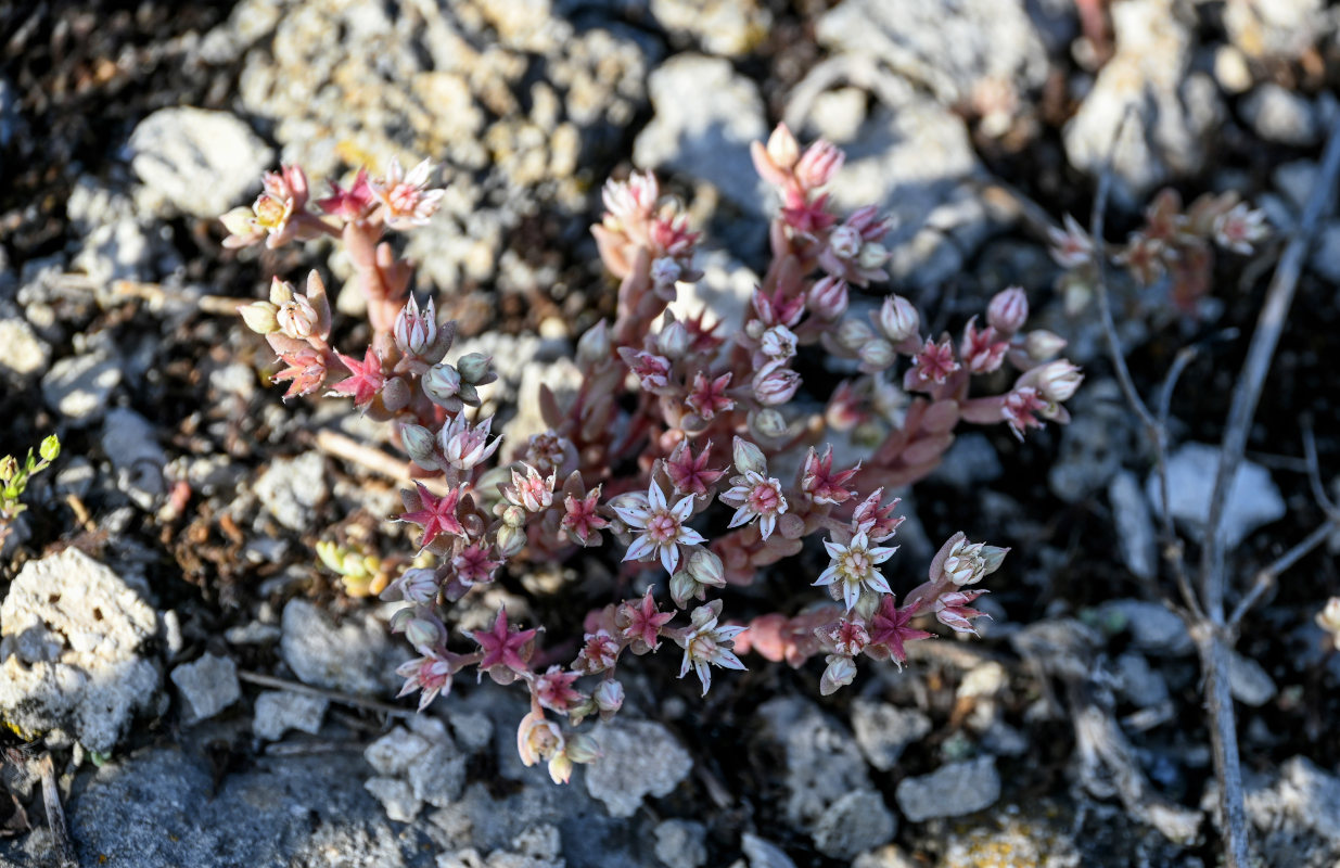 Image of Sedum hispanicum specimen.