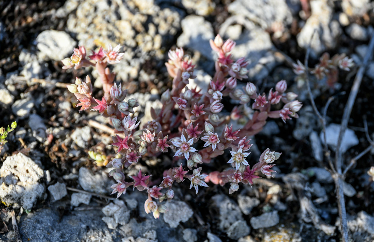 Изображение особи Sedum hispanicum.