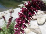 Lysimachia atropurpurea