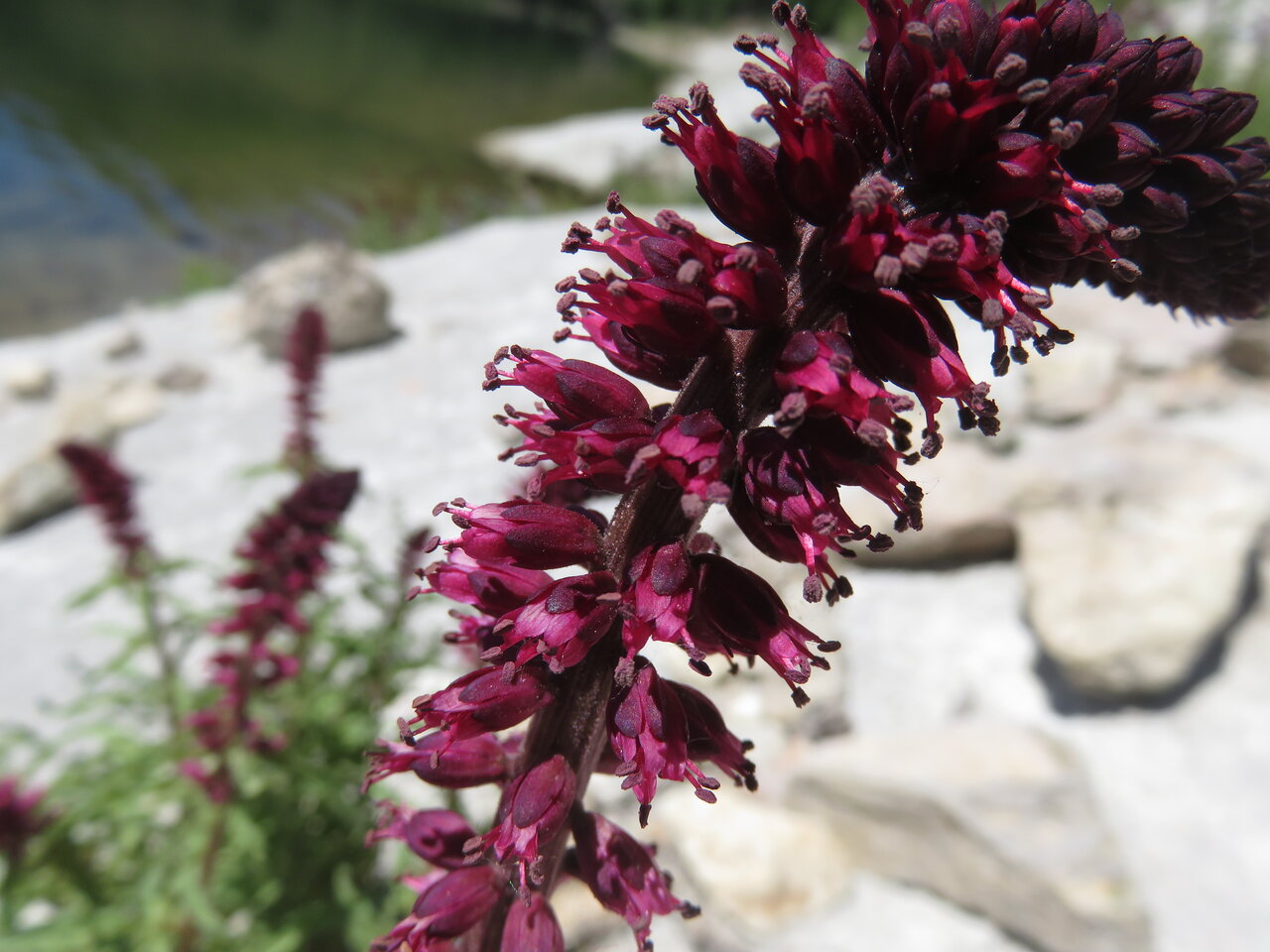 Image of Lysimachia atropurpurea specimen.
