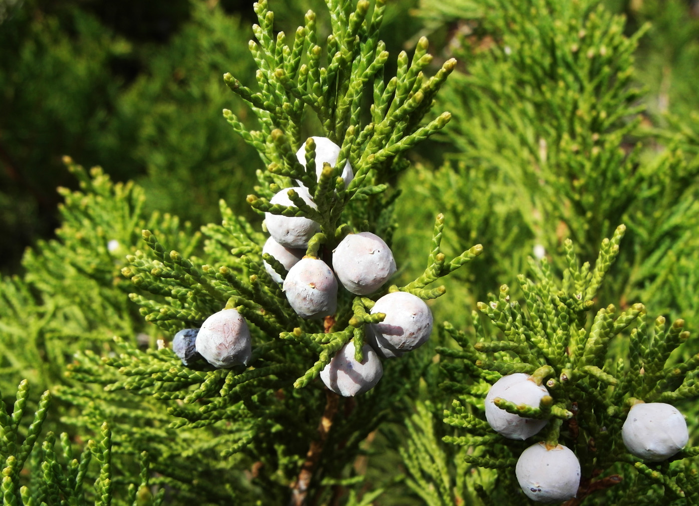 Image of Juniperus sabina specimen.