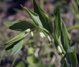 Polygonatum odoratum. Верхушка цветущего растения. Пермский край, Кунгурский р-н, правый берег р. Сылва, ур. Камень Ермак, берёзово-сосновый лес, опушка. 04.06.2022.