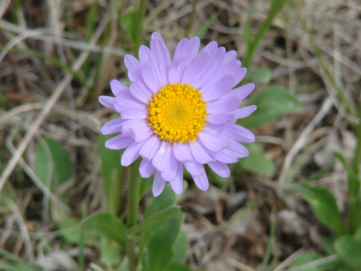 Image of Aster alpinus specimen.