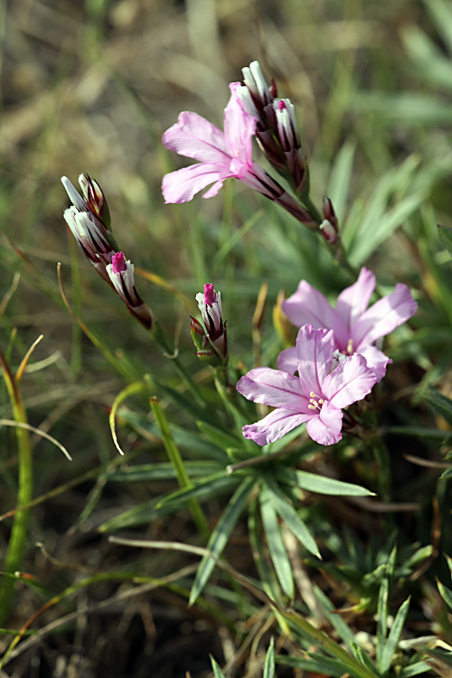 Image of Acantholimon alberti specimen.