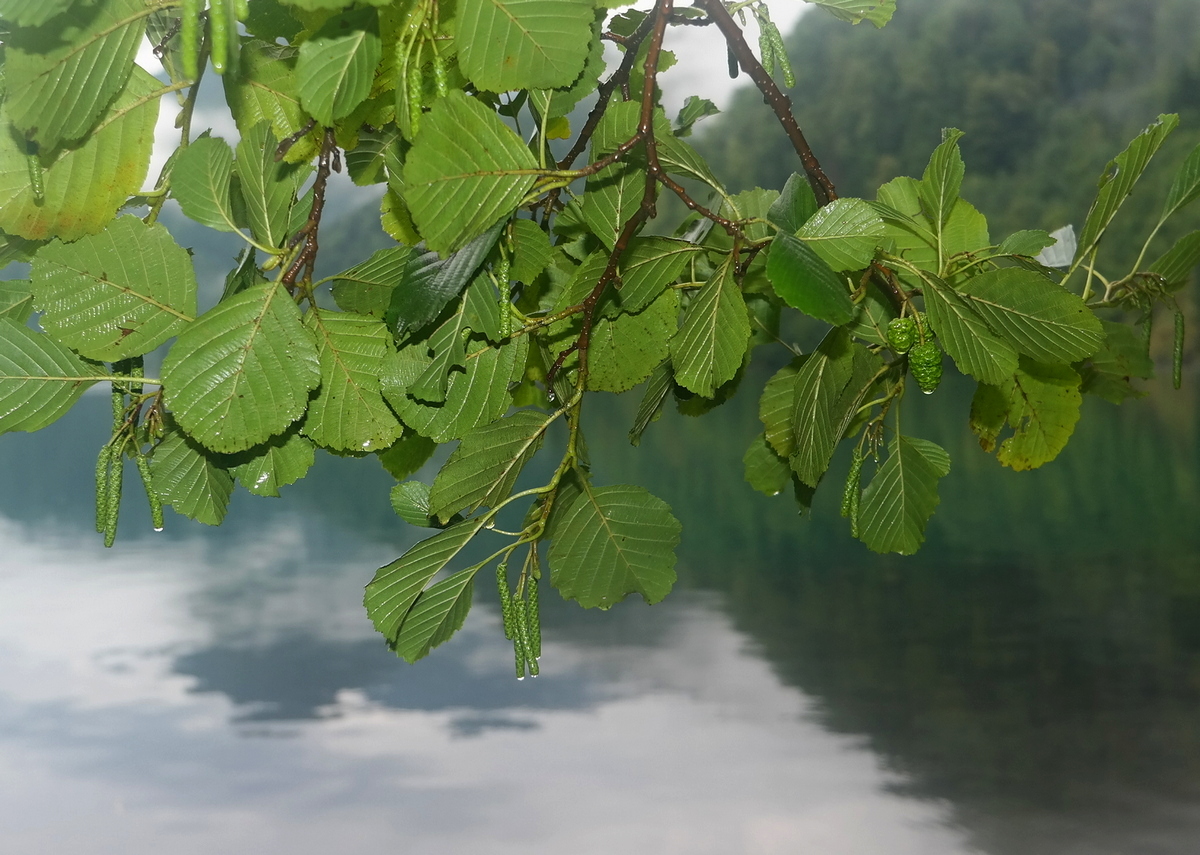 Изображение особи Alnus glutinosa.