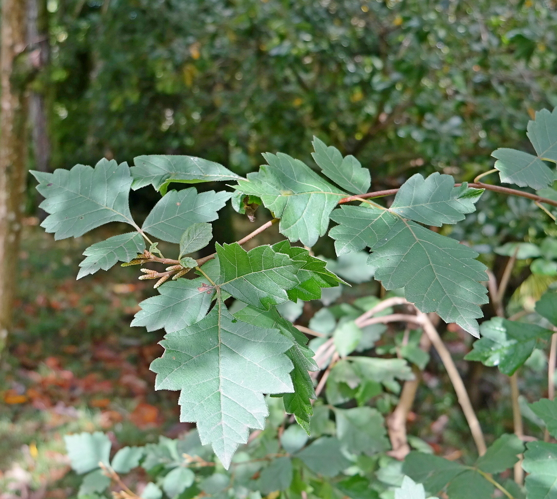 Изображение особи Rhus aromatica.