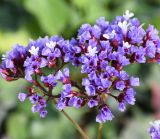 genus Limonium