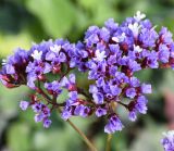 род Limonium