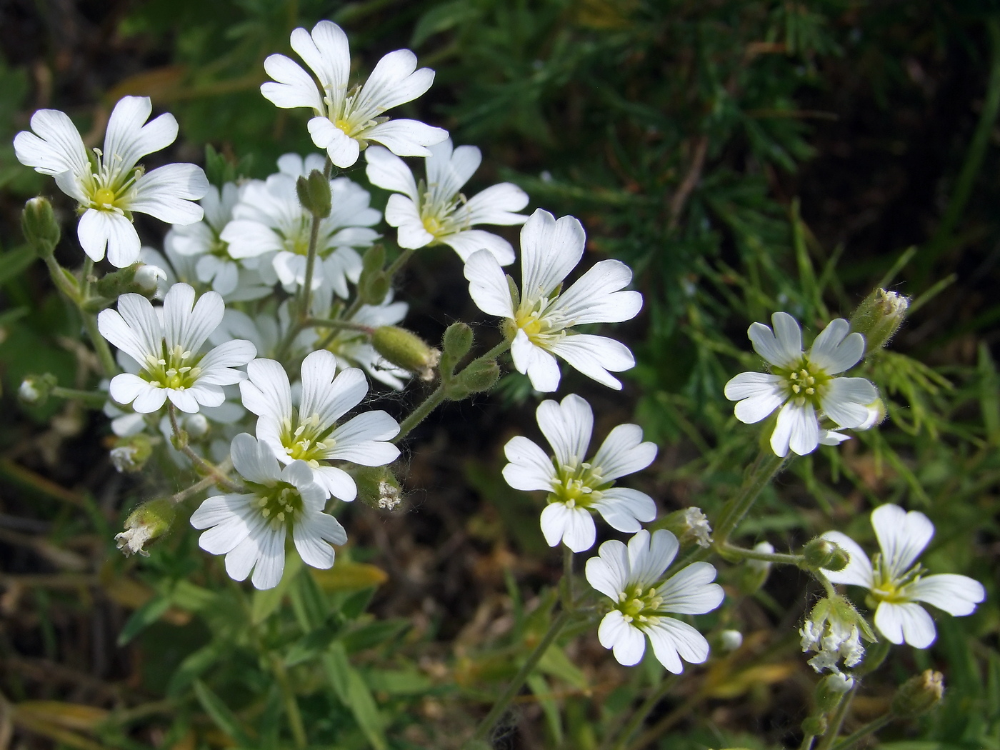 Изображение особи Cerastium arvense.