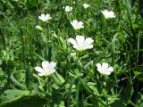 Cerastium davuricum