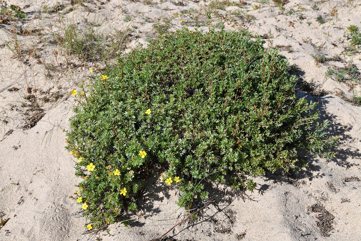 Image of Dasiphora fruticosa specimen.