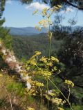 Peucedanum longifolium. Верхние части цветущих и плодоносящих растений. Краснодарский край, окр. г. Сочи, ур. Орлиные скалы, обрывистый выход осадочных пород, редколесье сосны пицундской (Pinus pityusa). 09.09.2022.