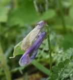 Vicia alpestris