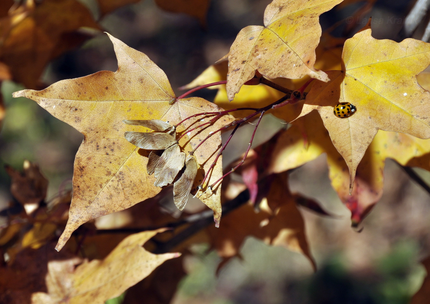 Image of Acer mono specimen.