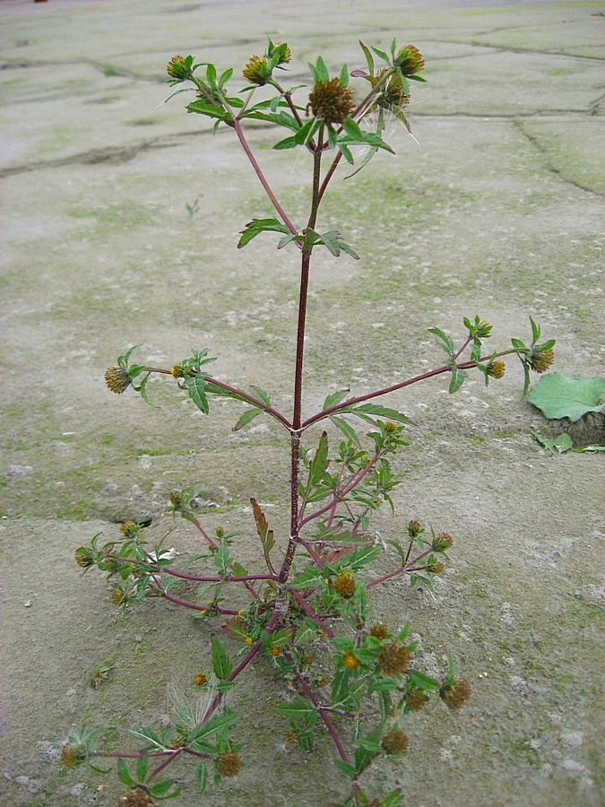 Image of Bidens tripartita specimen.