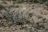 Tulipa buhseana