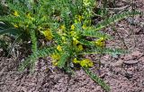 Astragalus lithophilus